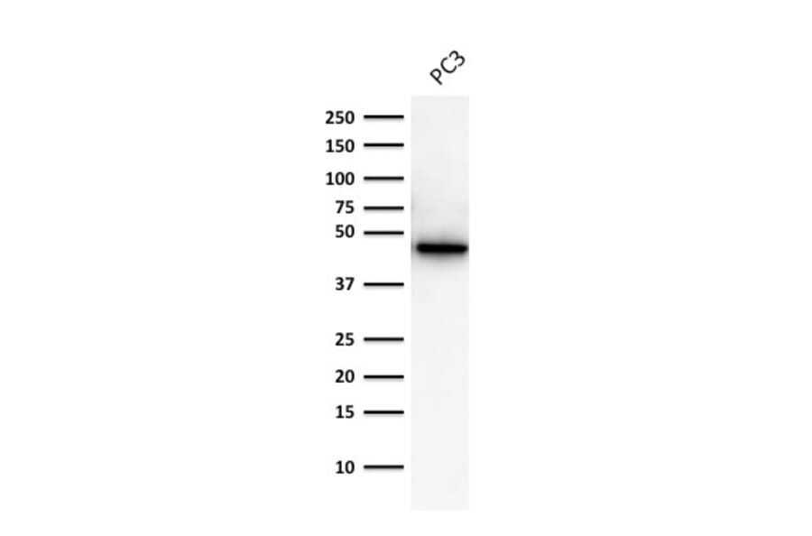 Western Blot - Anti-Cytokeratin 19 Antibody [A53-B/A2.26] - BSA and Azide free (A252388) - Antibodies.com