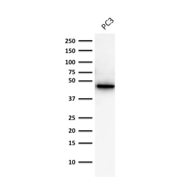 Western Blot - Anti-Cytokeratin 19 Antibody [A53-B/A2.26] - BSA and Azide free (A252388) - Antibodies.com