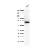 Western Blot - Anti-Cytokeratin 19 Antibody [A53-B/A2.26] - BSA and Azide free (A252388) - Antibodies.com