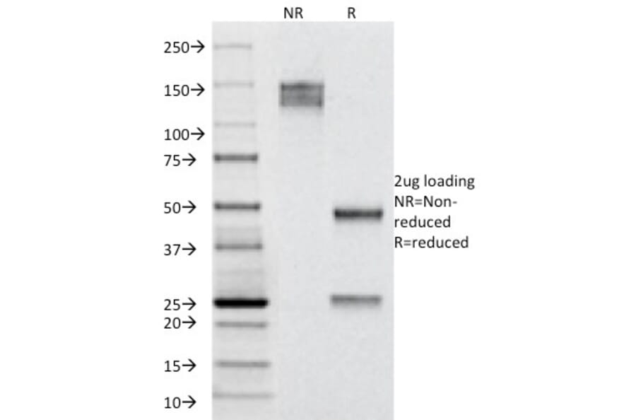 SDS-PAGE - Anti-Cytokeratin 19 Antibody [A53-B/A2.26] - BSA and Azide free (A252388) - Antibodies.com