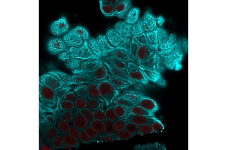 Immunofluorescence - Anti-Cytokeratin 19 Antibody [A53-B/A2.26] - BSA and Azide free (A252387) - Antibodies.com