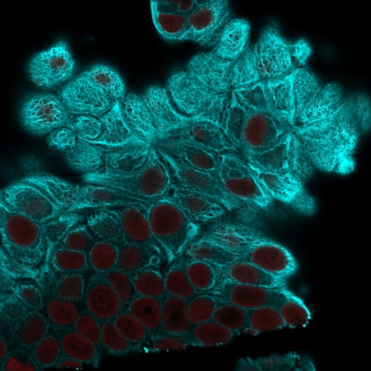 Immunofluorescence - Anti-Cytokeratin 19 Antibody [A53-B/A2.26] - BSA and Azide free (A252387) - Antibodies.com