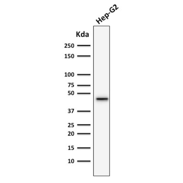 Western Blot - Anti-Cytokeratin 19 Antibody [SPM266] - BSA and Azide free (A252389) - Antibodies.com