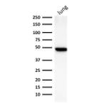 Western Blot - Anti-Cytokeratin 19 Antibody [BA17] - BSA and Azide free (A252390) - Antibodies.com