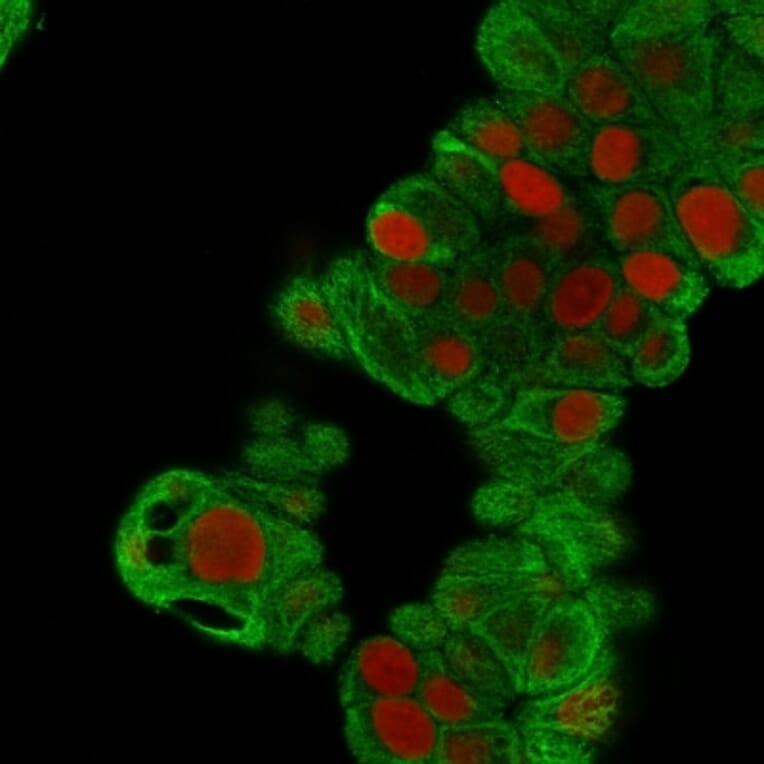 Immunofluorescence - Anti-Cytokeratin 19 Antibody [BA17] - BSA and Azide free (A252389) - Antibodies.com