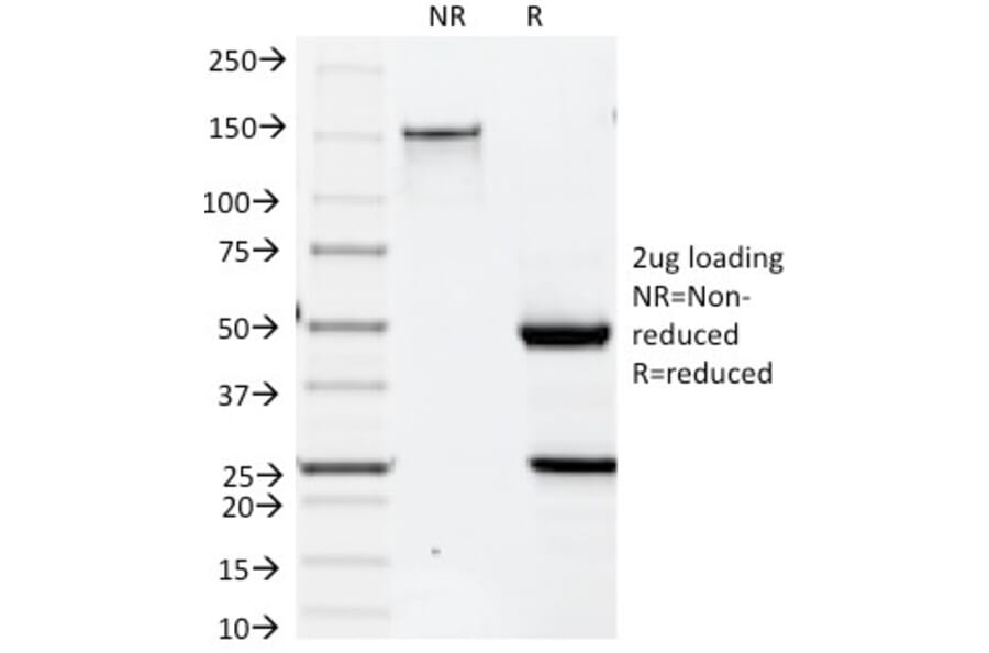 SDS-PAGE - Anti-Cytokeratin 19 Antibody [BA17] - BSA and Azide free (A252390) - Antibodies.com