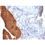 Immunohistochemistry - Anti-Cytokeratin 19 Antibody [SPM561] - BSA and Azide free (A252391) - Antibodies.com