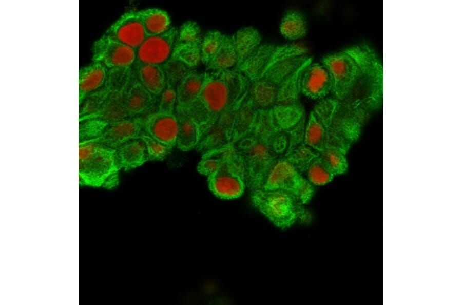 Immunofluorescence - Anti-Cytokeratin 19 Antibody [SPM561] - BSA and Azide free (A252391) - Antibodies.com