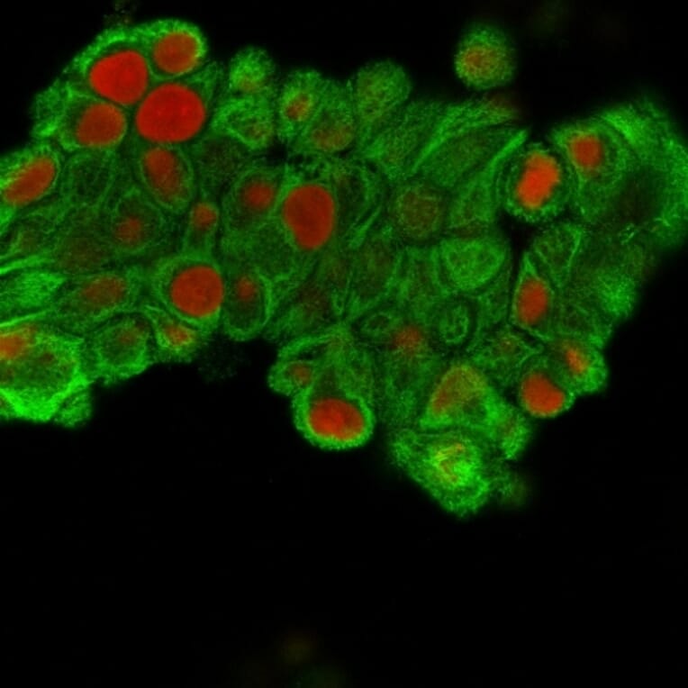 Immunofluorescence - Anti-Cytokeratin 19 Antibody [SPM561] - BSA and Azide free (A252391) - Antibodies.com