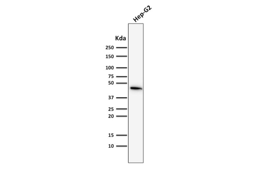 Western Blot - Anti-Cytokeratin 19 Antibody [SPM561] - BSA and Azide free (A252391) - Antibodies.com