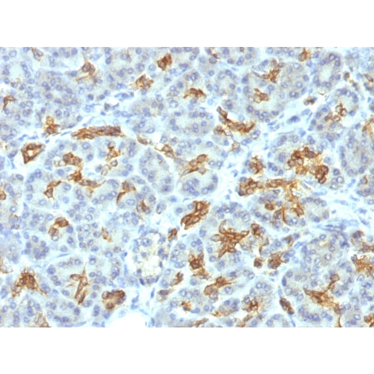 Immunohistochemistry - Anti-Cytokeratin 19 Antibody [KRT19/799] - BSA and Azide free (A252393) - Antibodies.com