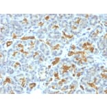 Immunohistochemistry - Anti-Cytokeratin 19 Antibody [KRT19/799] - BSA and Azide free (A252393) - Antibodies.com