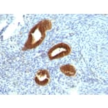 Immunohistochemistry - Anti-Cytokeratin 19 Antibody [KRT19/799] - BSA and Azide free (A252393) - Antibodies.com