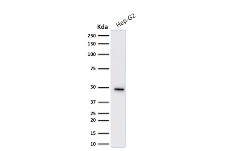 Western Blot - Anti-Cytokeratin 19 Antibody [KRT19/799] - BSA and Azide free (A252393) - Antibodies.com