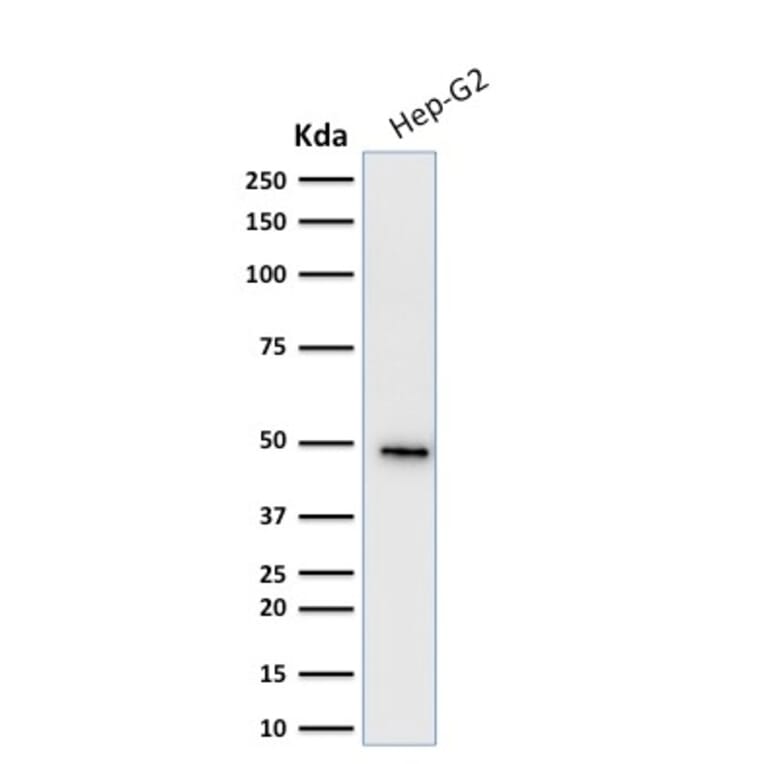 Western Blot - Anti-Cytokeratin 19 Antibody [KRT19/799] - BSA and Azide free (A252393) - Antibodies.com