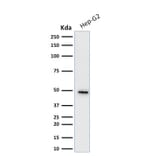 Western Blot - Anti-Cytokeratin 19 Antibody [KRT19/799] - BSA and Azide free (A252393) - Antibodies.com