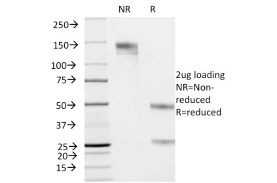 SDS-PAGE - Anti-Cytokeratin 19 Antibody [KRT19/799] - BSA and Azide free (A252393) - Antibodies.com