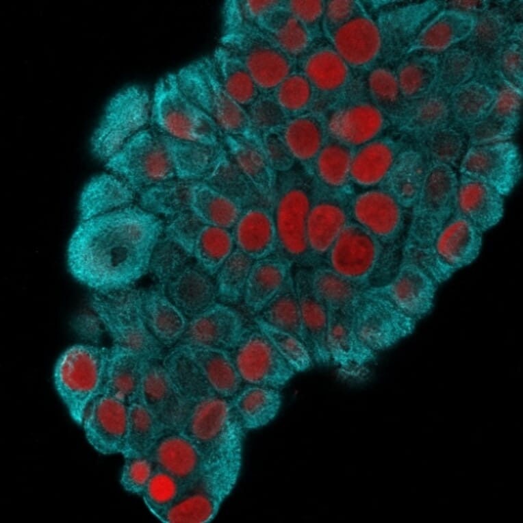 Immunofluorescence - Anti-Cytokeratin 19 Antibody [KRT19/800] - BSA and Azide free (A252393) - Antibodies.com