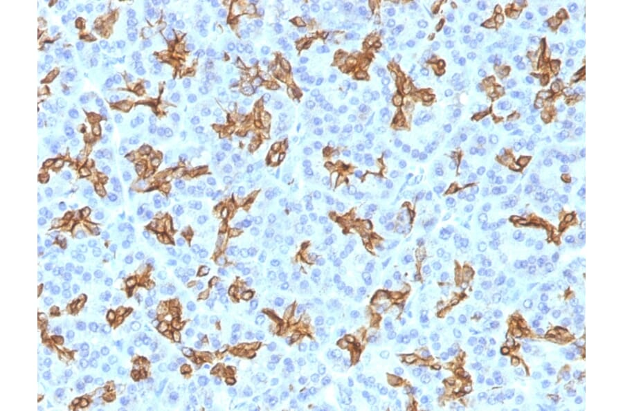 Immunohistochemistry - Anti-Cytokeratin 19 Antibody [KRT19/800] - BSA and Azide free (A252394) - Antibodies.com