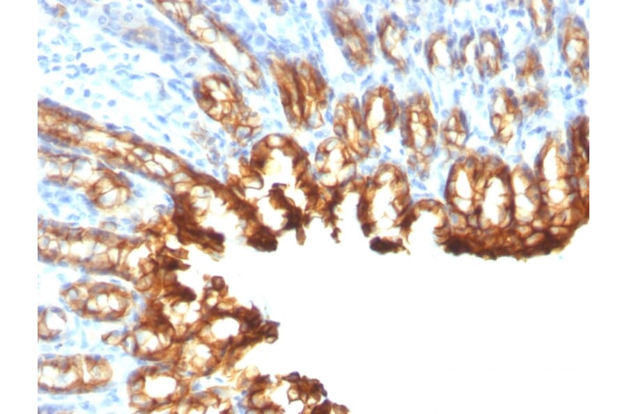 Immunohistochemistry - Anti-Cytokeratin 19 Antibody [KRT19/800] - BSA and Azide free (A252394) - Antibodies.com