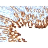 Immunohistochemistry - Anti-Cytokeratin 19 Antibody [KRT19/800] - BSA and Azide free (A252394) - Antibodies.com