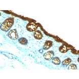 Immunohistochemistry - Anti-Cytokeratin 19 Antibody [KRT19/800] - BSA and Azide free (A252394) - Antibodies.com