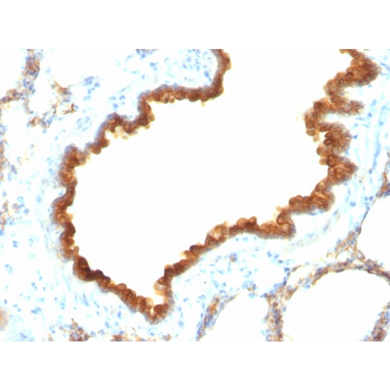 Immunohistochemistry - Anti-Cytokeratin 19 Antibody [KRT19/800] - BSA and Azide free (A252394) - Antibodies.com