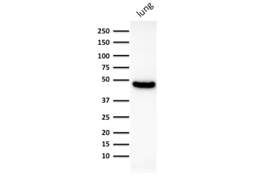 Western Blot - Anti-Cytokeratin 19 Antibody [KRT19/800] - BSA and Azide free (A252394) - Antibodies.com