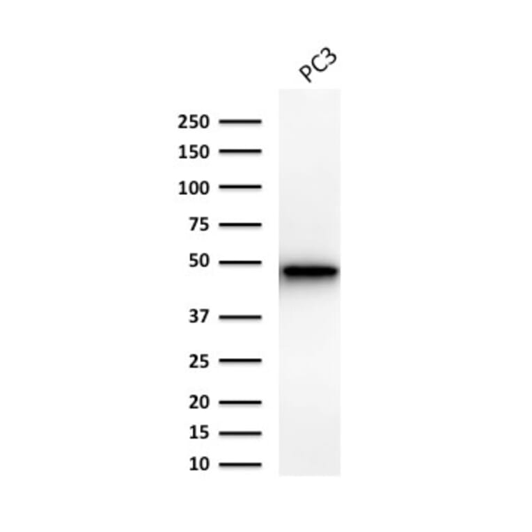 Western Blot - Anti-Cytokeratin 19 Antibody [Ks19.1] - BSA and Azide free (A252395) - Antibodies.com