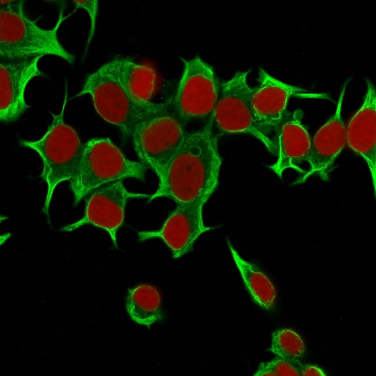 Immunofluorescence - Anti-Cytokeratin 19 Antibody [Ks19.1] - BSA and Azide free (A252394) - Antibodies.com