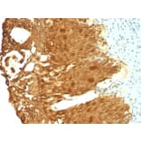 Immunohistochemistry - Anti-Cytokeratin 19 Antibody [KRT19/799 + KRT19/800] - BSA and Azide free (A252396) - Antibodies.com