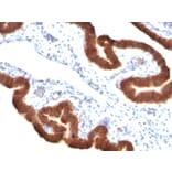 Immunohistochemistry - Anti-Cytokeratin 19 Antibody [KRT19/799 + KRT19/800] - BSA and Azide free (A252396) - Antibodies.com