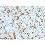 Immunohistochemistry - Anti-Cytokeratin 19 Antibody [KRT19/799 + KRT19/800] - BSA and Azide free (A252396) - Antibodies.com