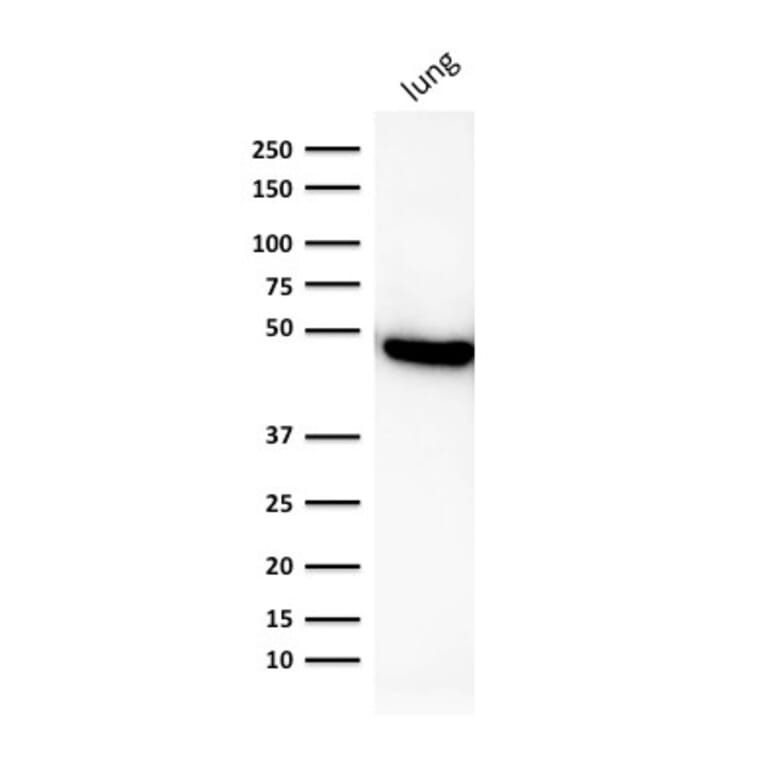 Western Blot - Anti-Cytokeratin 19 Antibody [rKRT19/800] - BSA and Azide free (A252397) - Antibodies.com