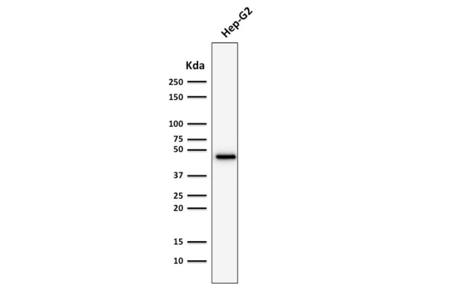 Western Blot - Anti-Cytokeratin 19 Antibody [rKRT19/800] - BSA and Azide free (A252397) - Antibodies.com