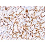 Immunohistochemistry - Anti-Laminin gamma 1 Antibody [A5] - BSA and Azide free (A252401) - Antibodies.com