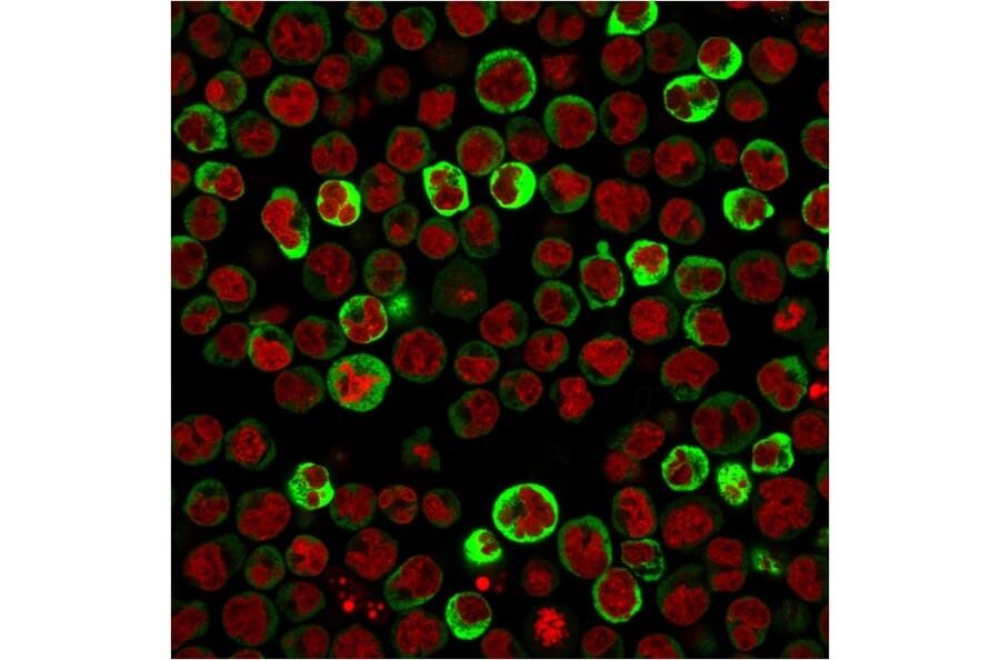 Immunofluorescence - Anti-67kDa Laminin Receptor Antibody [RPSA/2699] - BSA and Azide free (A252404) - Antibodies.com