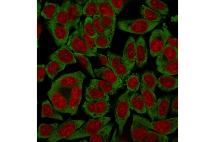 Immunofluorescence - Anti-67kDa Laminin Receptor Antibody [RPSA/2699] - BSA and Azide free (A252404) - Antibodies.com