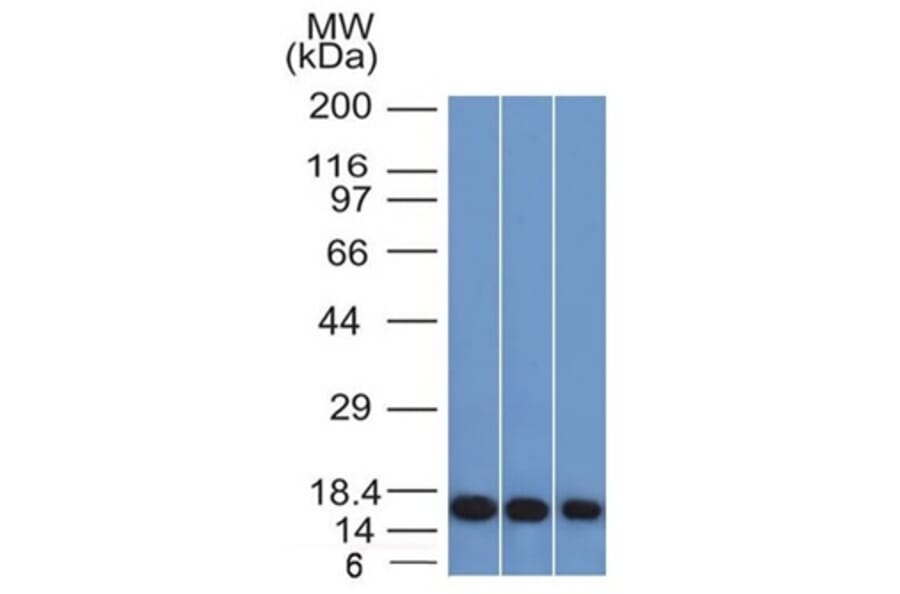 Western Blot - Anti-Galectin 1 Antibody [GAL1/1831] - BSA and Azide free (A252406) - Antibodies.com