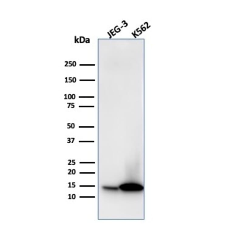 Western Blot - Anti-Galectin 1 Antibody [GAL1/1831] - BSA and Azide free (A252406) - Antibodies.com