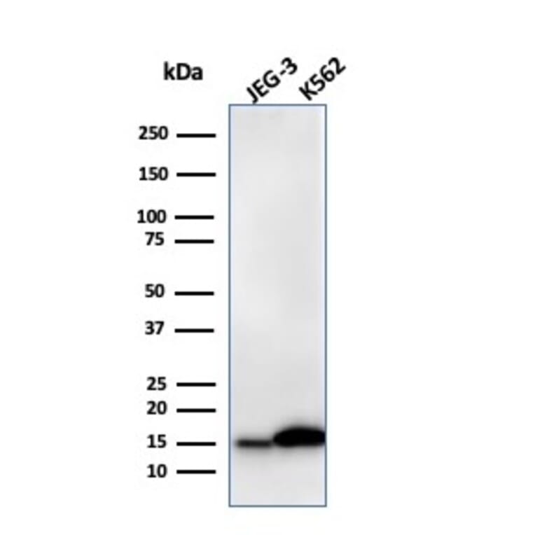 Western Blot - Anti-Galectin 1 Antibody [GAL1/2499R] - BSA and Azide free (A252407) - Antibodies.com