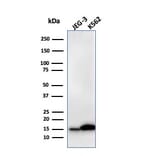 Western Blot - Anti-Galectin 1 Antibody [GAL1/2499R] - BSA and Azide free (A252407) - Antibodies.com