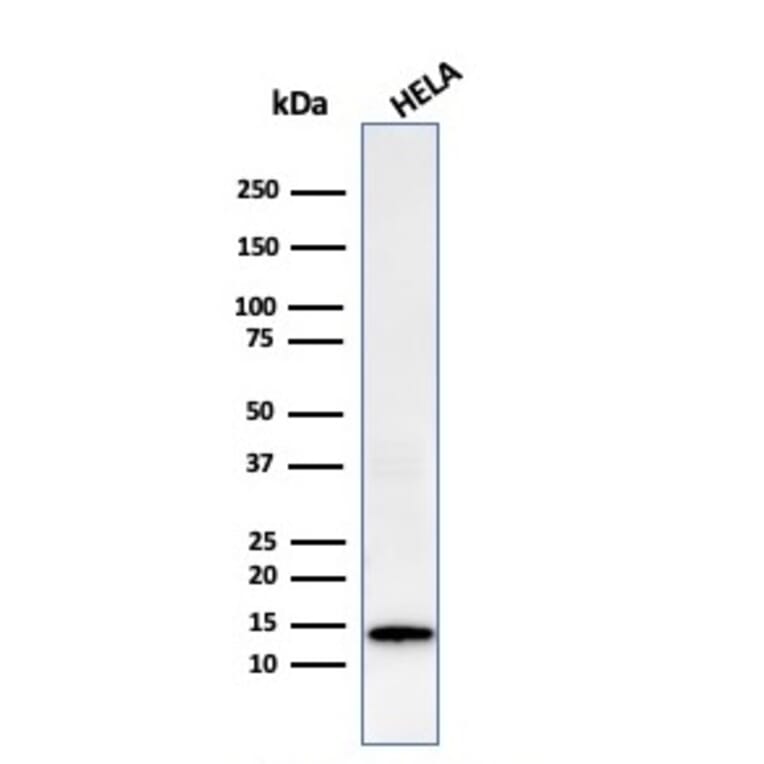 Western Blot - Anti-Galectin 1 Antibody [GAL1/2499R] - BSA and Azide free (A252407) - Antibodies.com