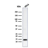 Western Blot - Anti-Galectin 1 Antibody [GAL1/2499R] - BSA and Azide free (A252407) - Antibodies.com