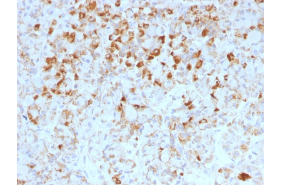 Immunohistochemistry - Anti-Luteinizing Hormone beta Antibody [LHb/1214] - BSA and Azide free (A252407) - Antibodies.com