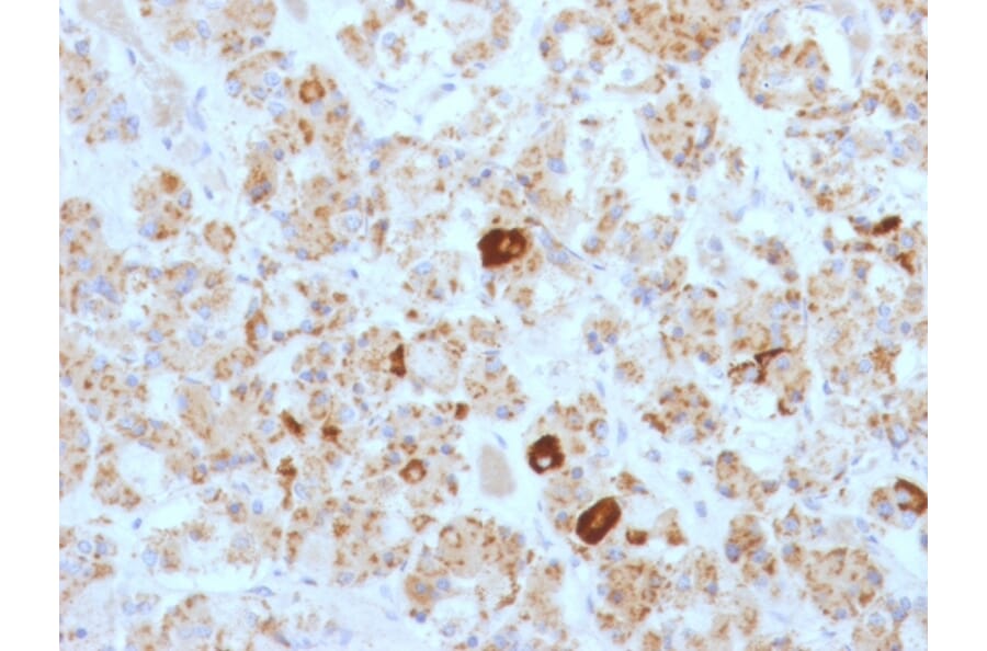 Immunohistochemistry - Anti-Luteinizing Hormone beta Antibody [SPM103] - BSA and Azide free (A252408) - Antibodies.com