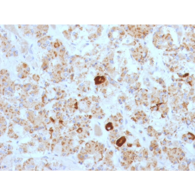 Immunohistochemistry - Anti-Luteinizing Hormone beta Antibody [SPM103] - BSA and Azide free (A252408) - Antibodies.com