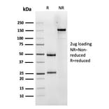 SDS-PAGE - Anti-Luteinizing Hormone Antibody [LHCGR/1417] - BSA and Azide free (A252411) - Antibodies.com