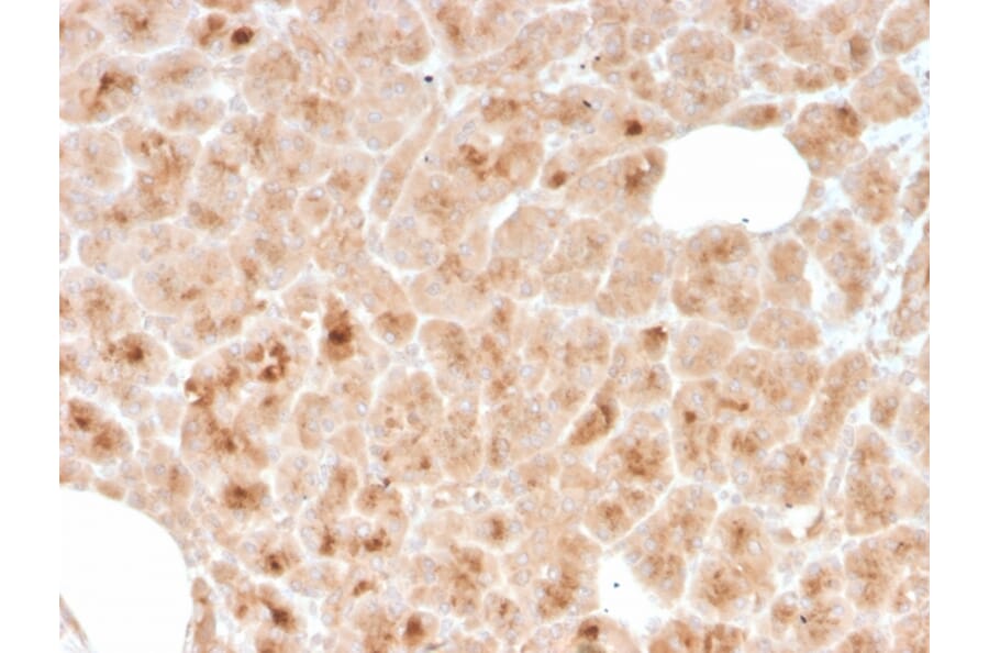 Immunohistochemistry - Anti-LMO2 Antibody [rLMO2/1971] - BSA and Azide free (A252415) - Antibodies.com