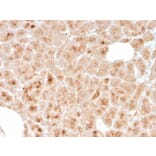 Immunohistochemistry - Anti-LMO2 Antibody [rLMO2/1971] - BSA and Azide free (A252415) - Antibodies.com